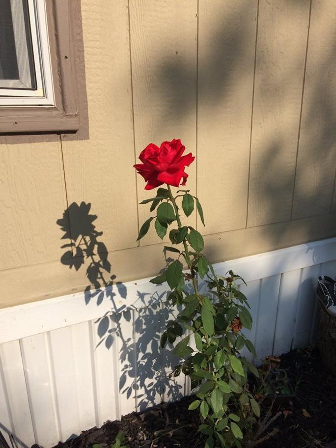 一幅画，一朵玫瑰从地上长出来.